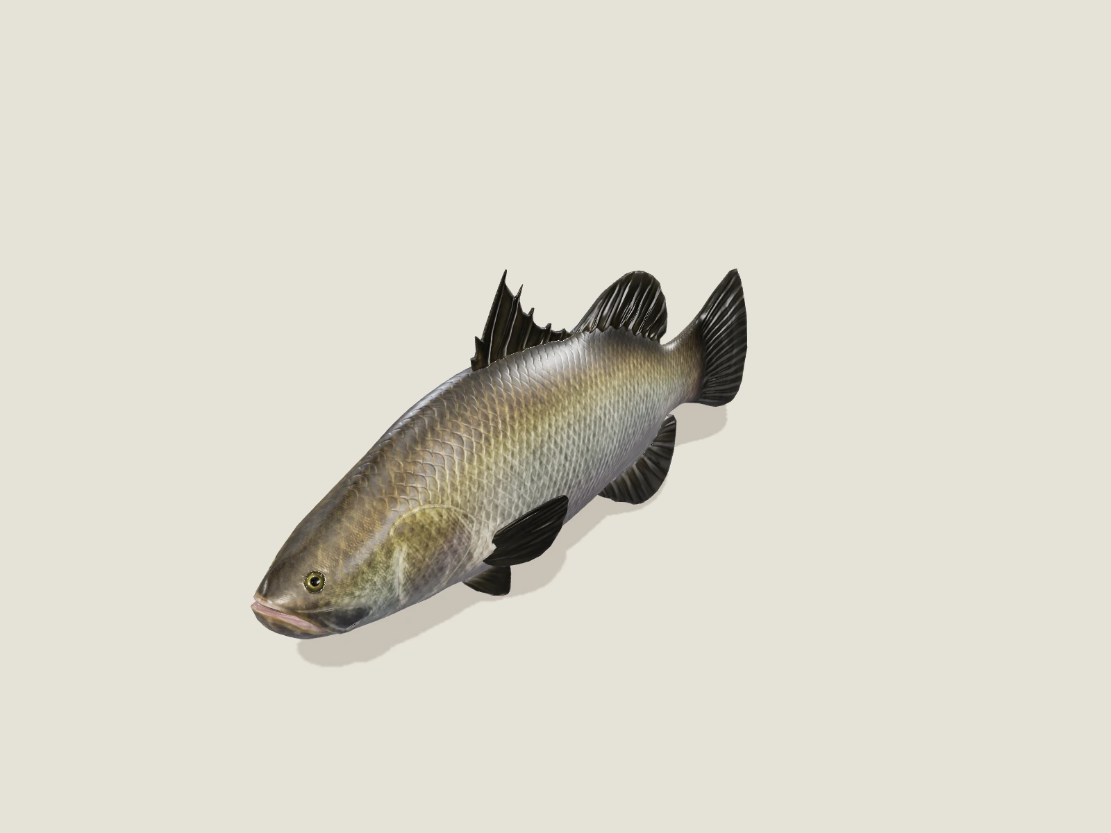 Barramundi fish model preview