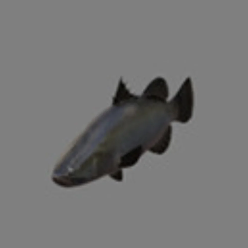 Barramundi fish model preview